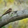 Lelek indomalajsky - Caprimulgus macrurus - Large-tailed Nightjar o0246
